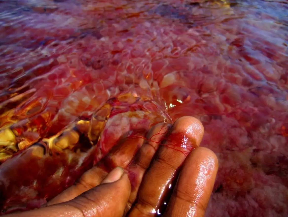 Mano que muestra Macarenia clavigera en Caño Cristales