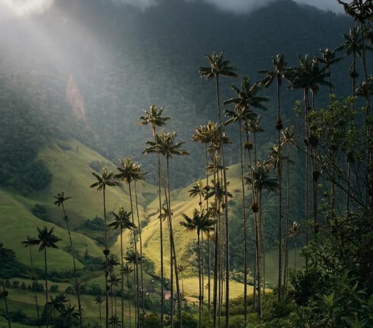 Palmas de cera emergiendo entre nubes bajas y colinas de un verde eléctrico