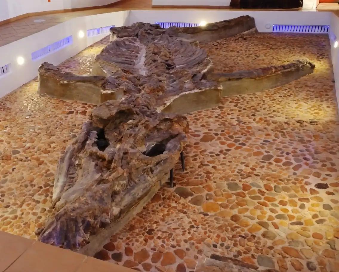 Fosil kronosaurius, museo comunitario El Fosil